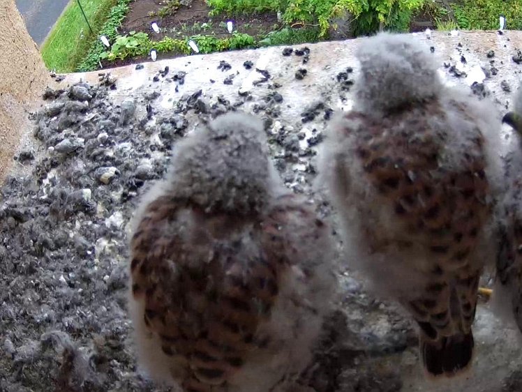 Frame_2021-08-03_10-54-25 10:54 still waiting for food