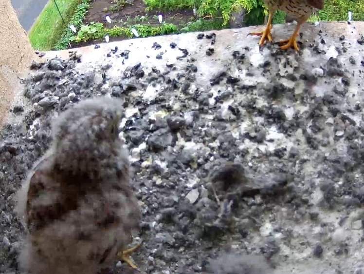 Frame_2021-08-03_10-54-40 10:54 cock finally brings first meal of the day