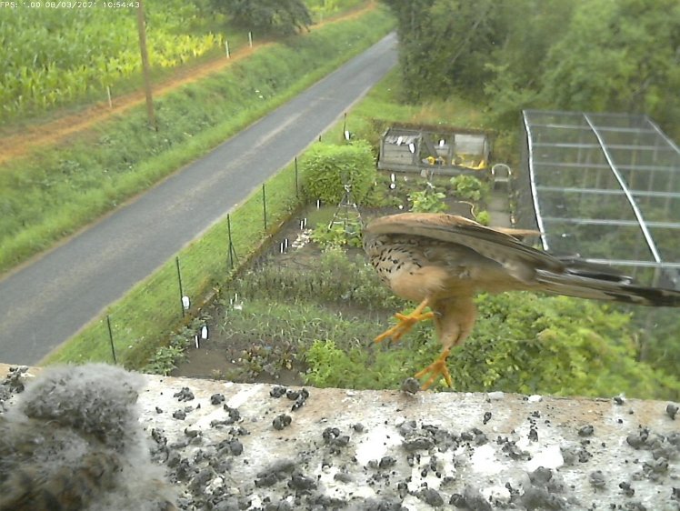 Frame_2021-08-03_10-54-43 10:54 cock leaves