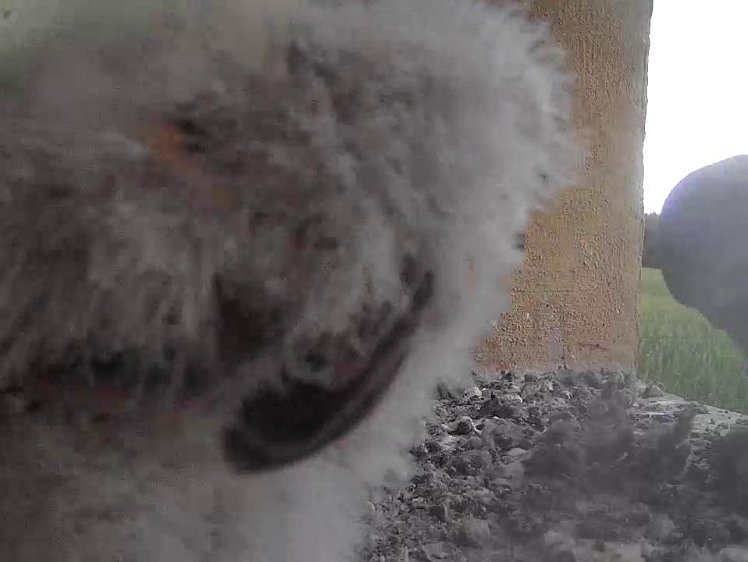 Frame_2021-08-03_11-47-27 11:47 cock brings food