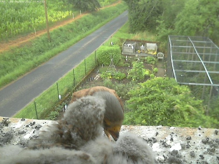 Frame_2021-08-03_11-47-32-C270 11:47 cock brings food