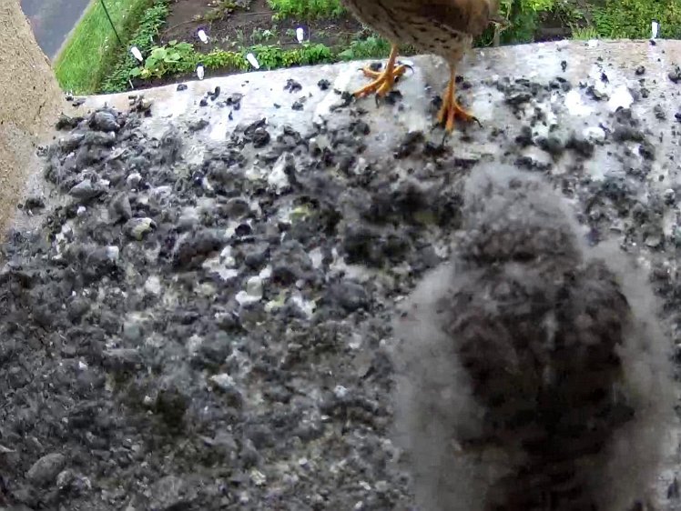 Frame_2021-08-03_11-47-32 11:47 cock brings food