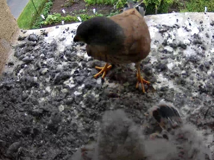 Frame_2021-08-03_12-22-25 12:22 cock brings food