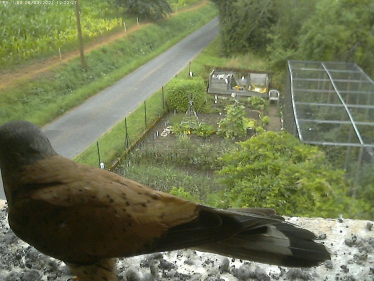 Frame_2021-08-03_12-22-27 12:22 cock brings food