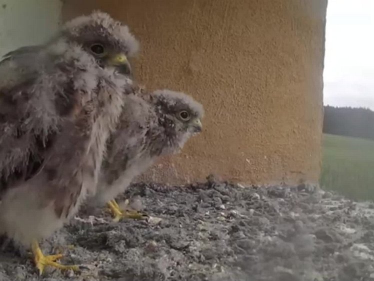 20210804_123510_edit1-0917 video 09:17 cock brings food