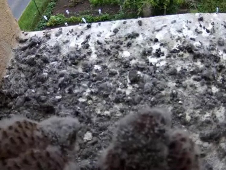 20210804_123723_edit1-0917 video 09:17 cock brings food