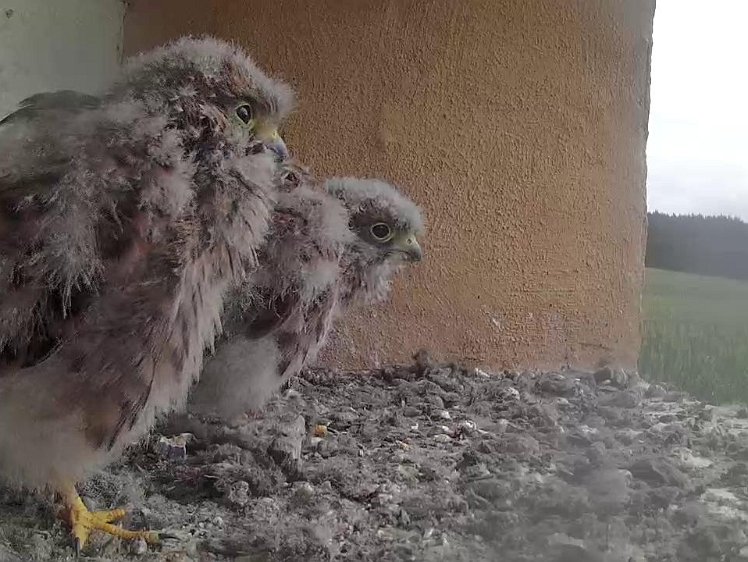 Frame_2021-08-04_09-15-28 09:15 still waiting for food