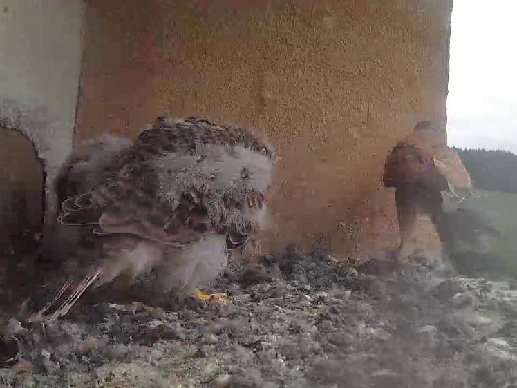 Frame_2021-08-04_09-17-09 09:17 finally the cock brings someting