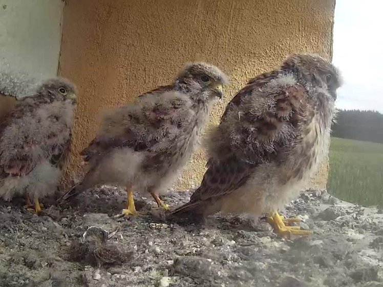 Frame_2021-08-04_10-56-53 10:56