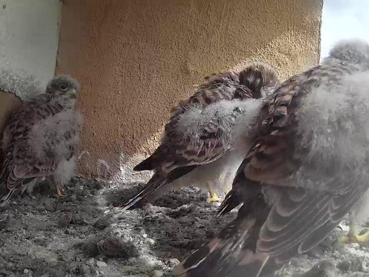 Frame_2021-08-04_11-04-12 11:04