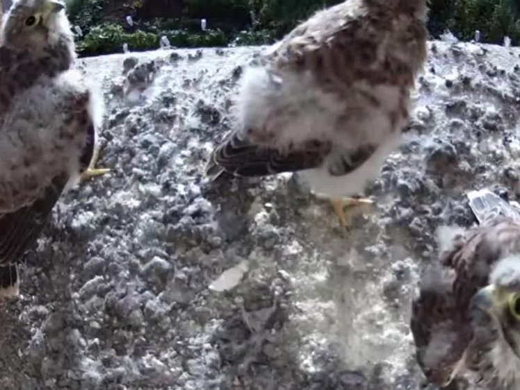 20210805_080851_edit1-0755 video 07:53 waiting for more food