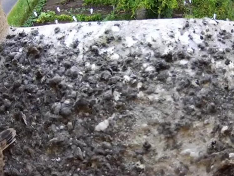 20210805_083603_edit1-0643 video 06:43 cock brings food