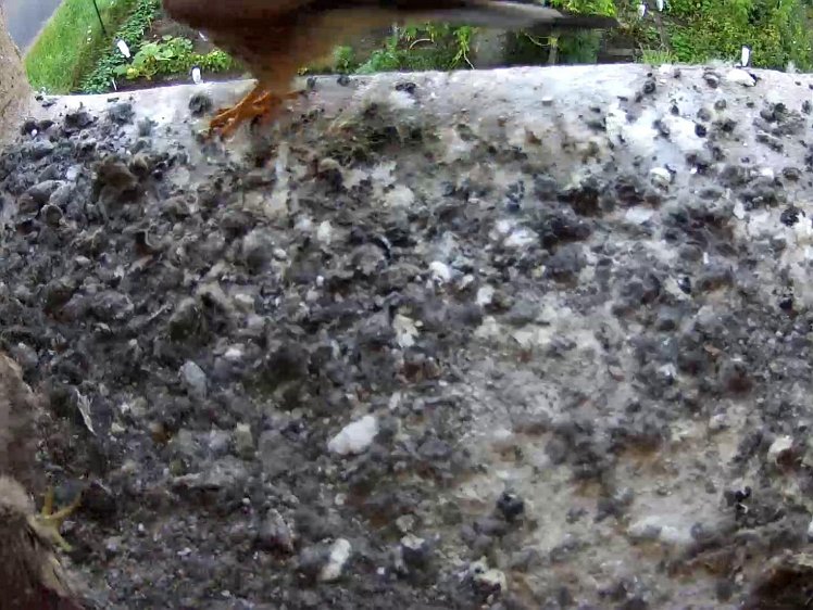 Frame_2021-08-05_06-43-42-C270 06:43 cock brings food