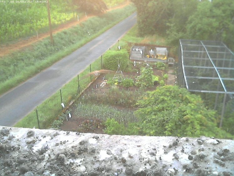 Frame_2021-08-05_06-43-42 06:43 cock brings food