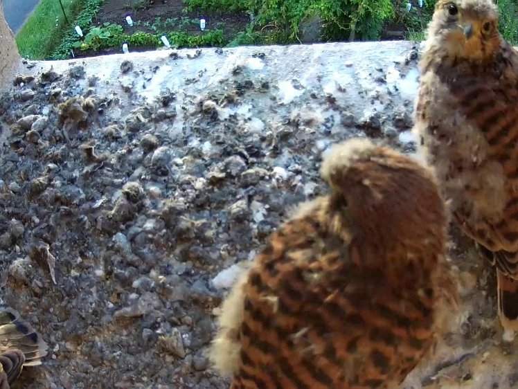 Frame_2021-08-05_06-46-46 06:46