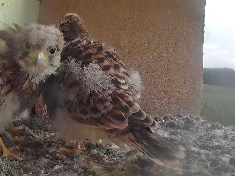 Frame_2021-08-05_07-31-21 07:31