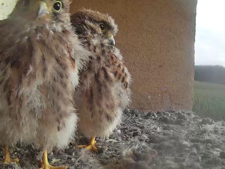 Frame_2021-08-05_07-32-41 07:32