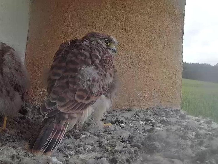 Frame_2021-08-06_06-49-25 06:49