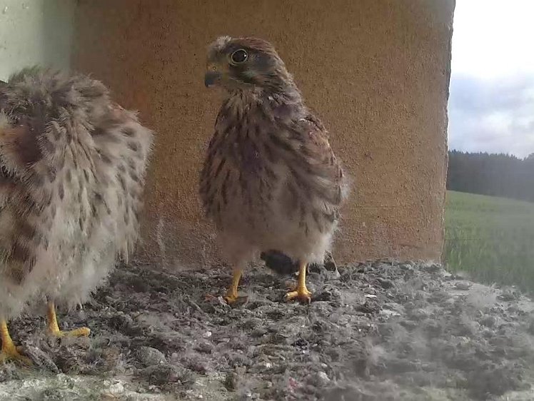 Frame_2021-08-06_08-02-48 08:02