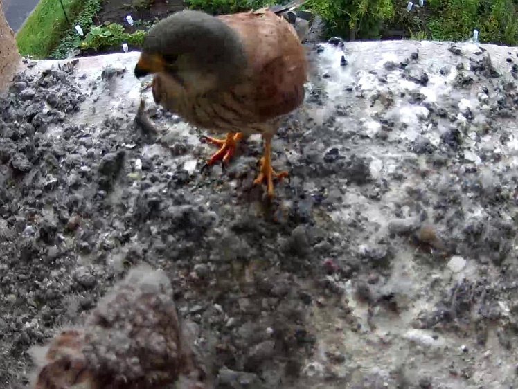 Frame_2021-08-06_08-03-28 08:03 cock delivers