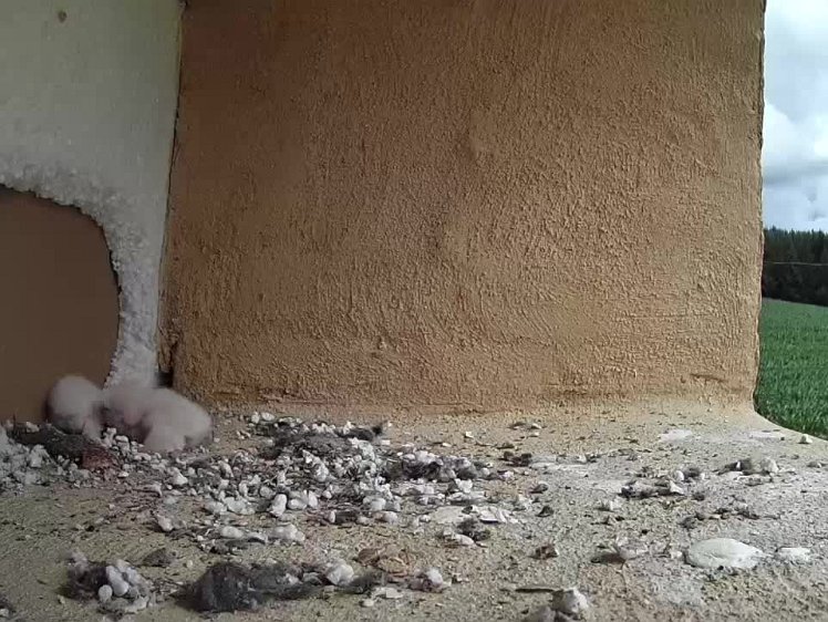 2021-07-11 10-37-31-1 video