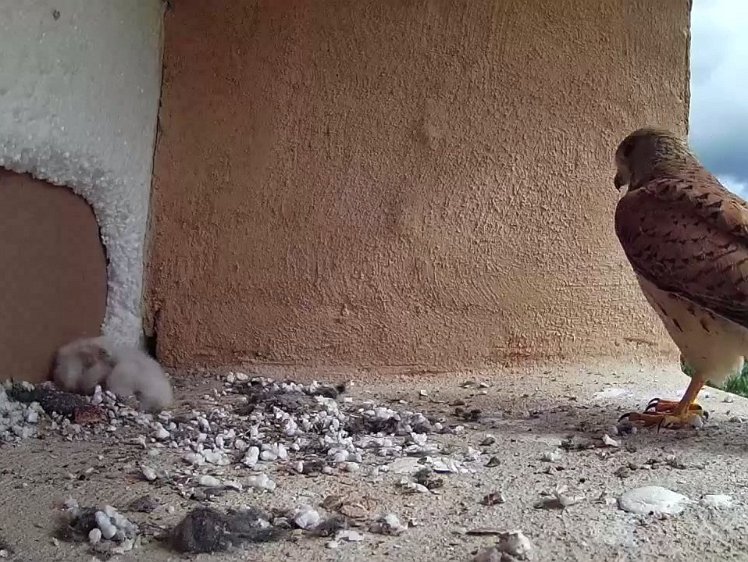 2021-07-11 10-41-14-1 video