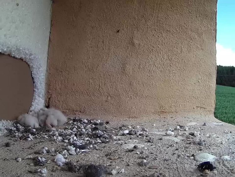 2021-07-11 12-22-22-1 video - 12:22 Fifth vole of the day