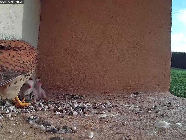 Frame_2021-07-11_07-17-53 07:17 First vole of the day