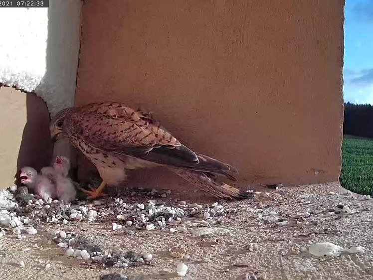 Frame_2021-07-11_07-22-33 07:22 First vole of the day