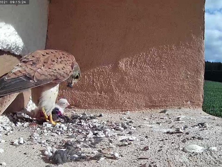 Frame_2021-07-11_09-15-24 09:15 Second vole of the day