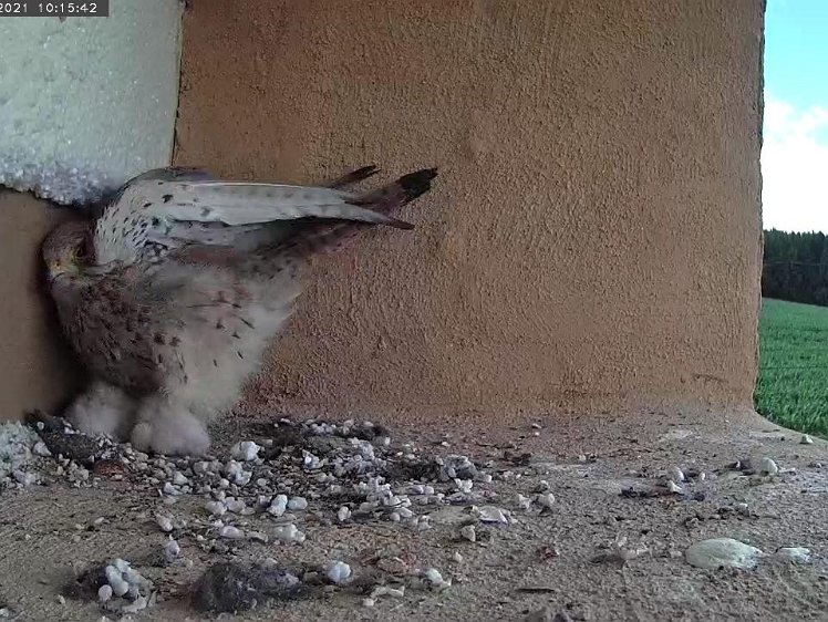 Frame_2021-07-11_10-15-42