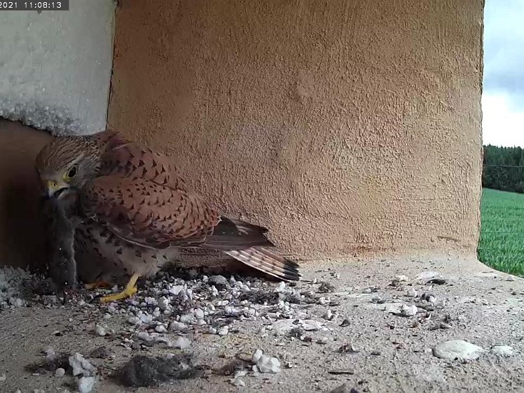 Frame_2021-07-11_11-08-13 11:08 Third vole of the day