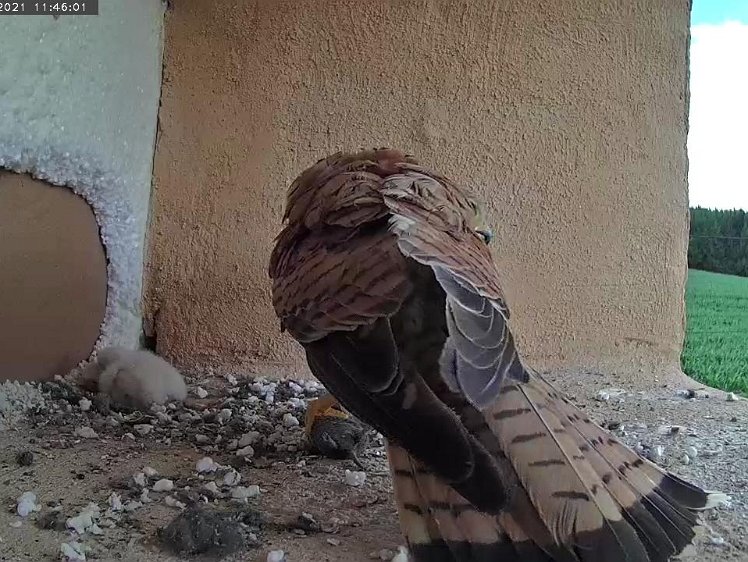 Frame_2021-07-11_11-46-01 11:46 Fourth vole of the day