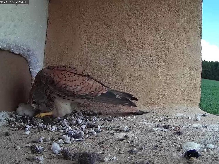 Frame_2021-07-11_12-22-43 12:22 Fifth vole of the day