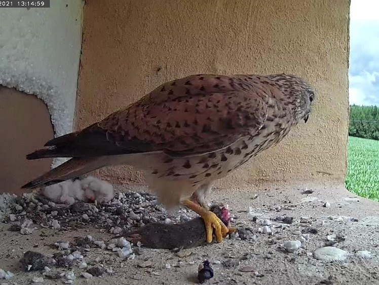 Frame_2021-07-11_13-14-59 13:14 Sixth vole of the day