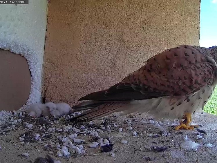 Frame_2021-07-11_14-50-08 Still hoping the male will return?