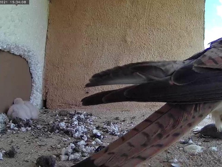Frame_2021-07-11_15-34-08 15:34 Seventh vole of the day