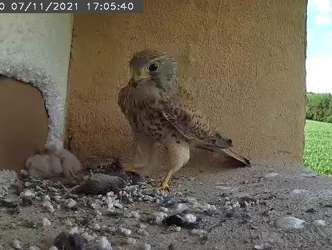 Frame_2021-07-11_17-05-40 17.05 Eighth vole of the day