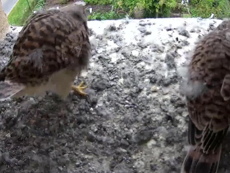 2021-08-07 07-31-41-1049x video 10:49 cock brings first food of the day
