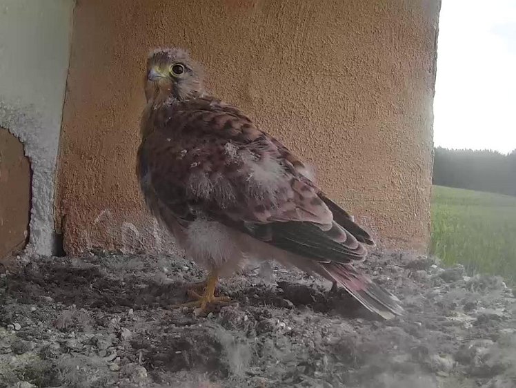 Frame_2021-08-07_07-16-07 07:16