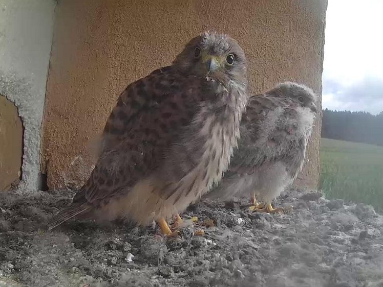 Frame_2021-08-07_07-26-34 07:26