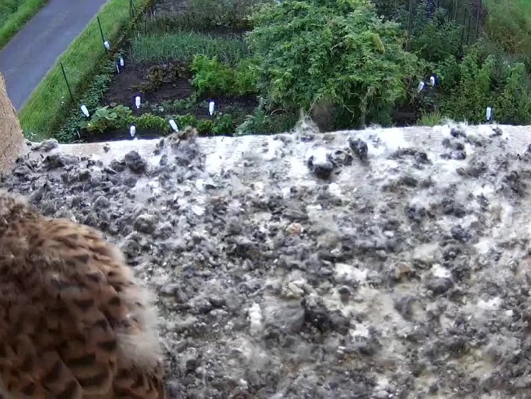 2021-08-07 22-02-58 2021-08-08 0718x video 07:18 cock brings first mouse of the day