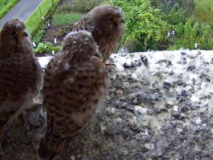 Frame_2021-08-08_06-35-01 06:35