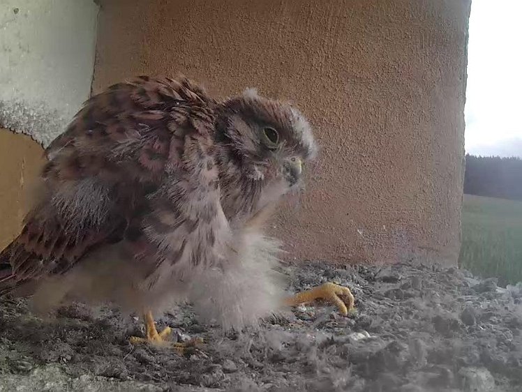 Frame_2021-08-08_07-09-24 07:09