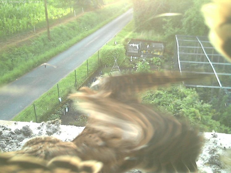 Frame_2021-08-08_07-18-01 07:18 cock brings first mouse of the day