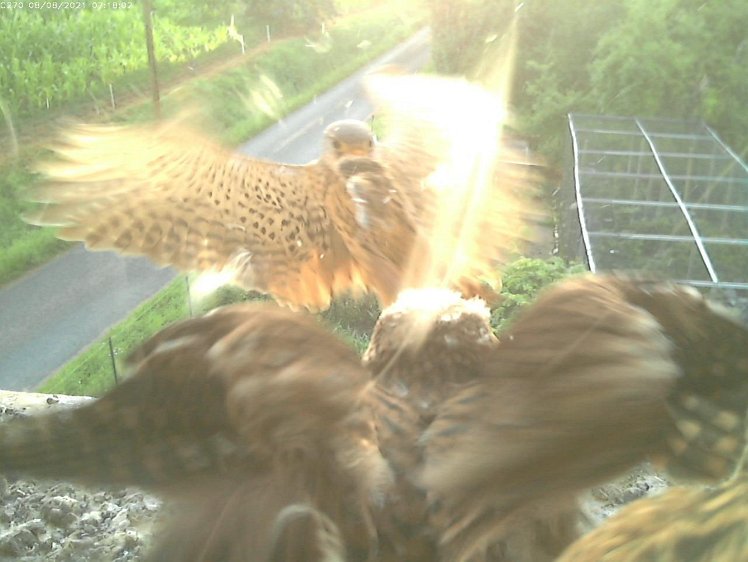 Frame_2021-08-08_07-18-02 07:18 cock brings first mouse of the day