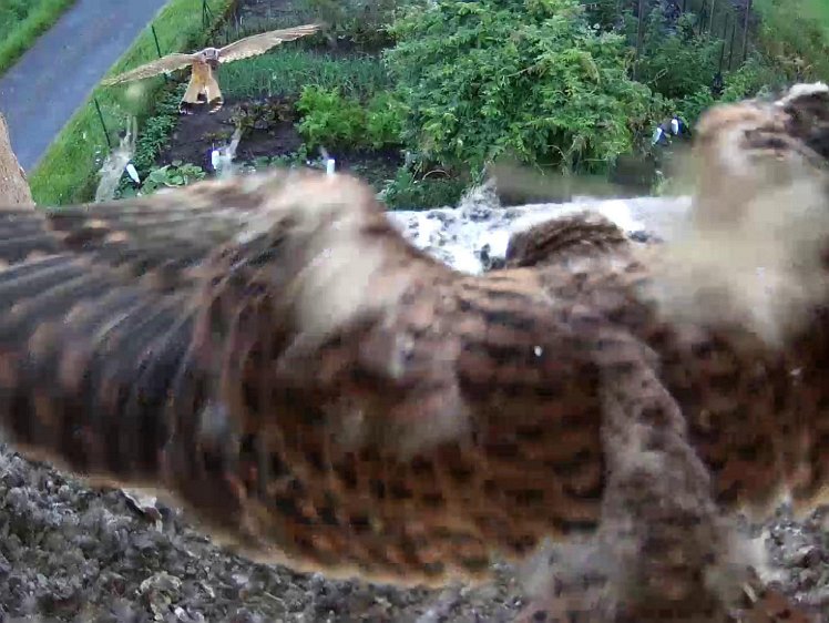 Frame_2021-08-08_07-18-22 07:18 cock brings first mouse of the day