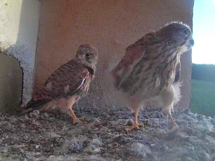 Frame_2021-08-09_06-43-34 06:43