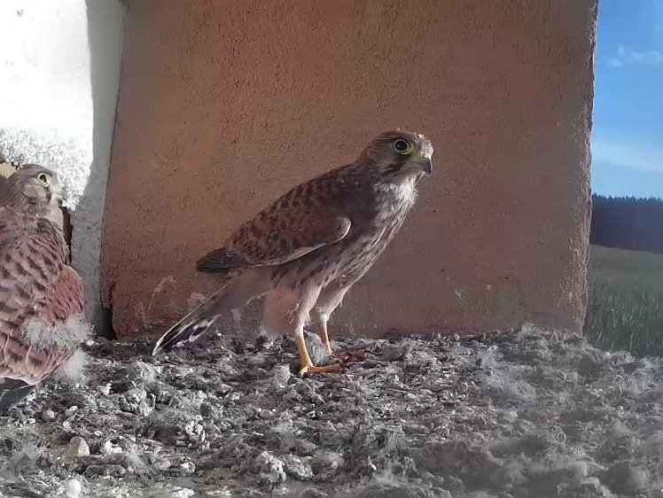 Frame_2021-08-09_08-02-15 08:02