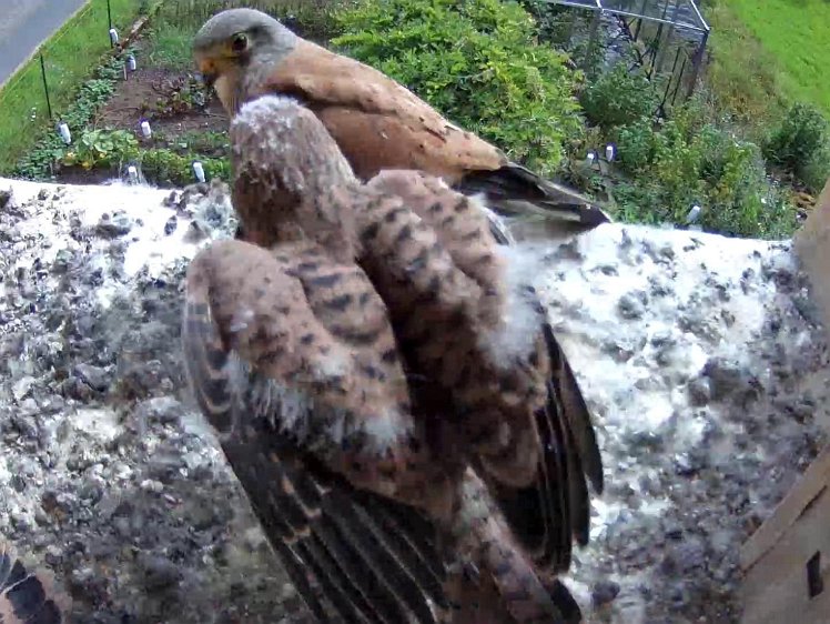 Frame_2021-08-09_10-47-04 10:47 cock brings first food of the day